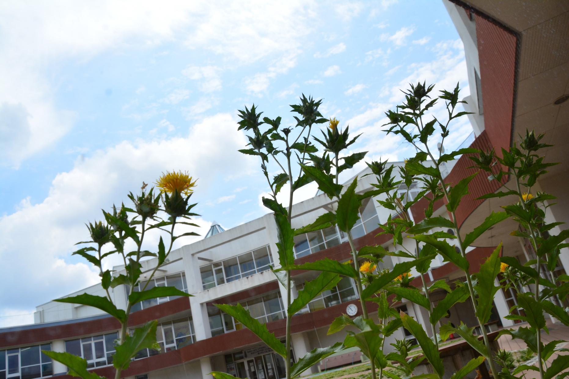 DSC_0818 DSC_0818