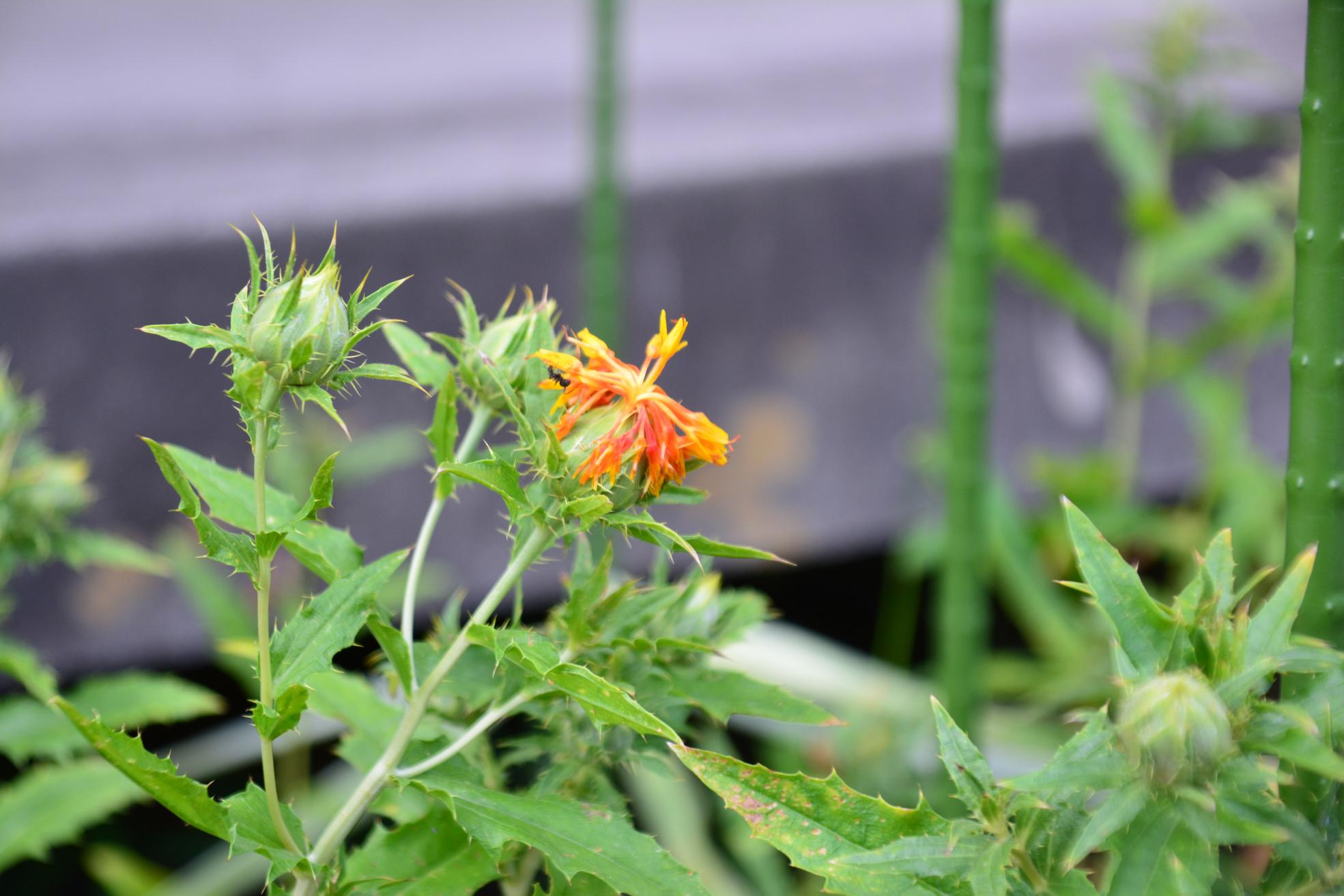 DSC_0829 DSC_0829