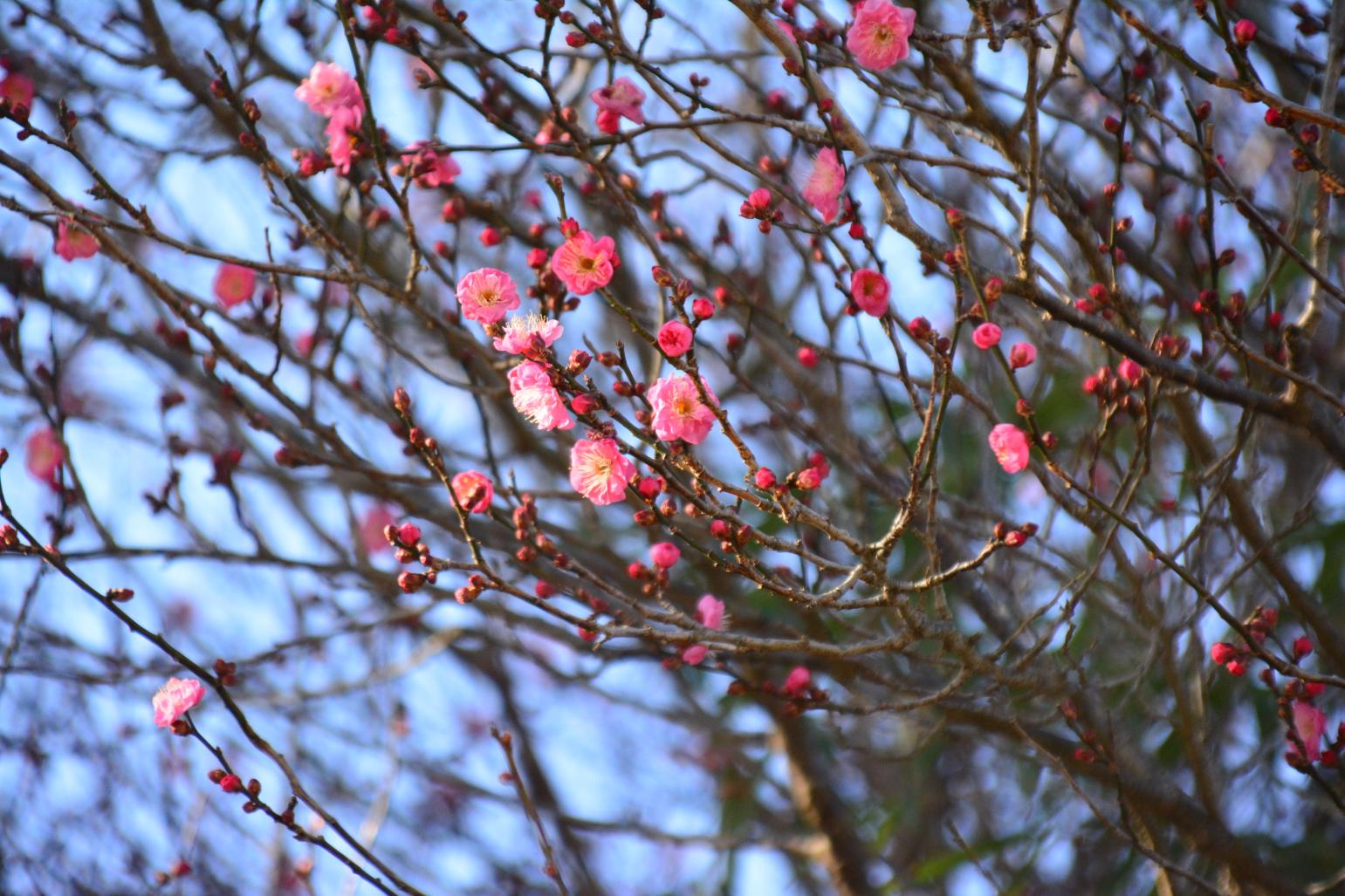 DSC_0407 DSC_0407