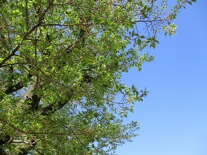 桜 桜