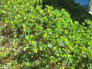 築山