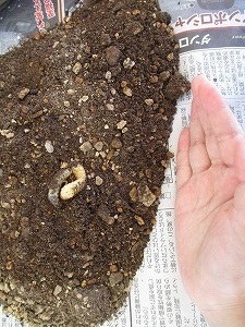 畑作り 畑作り