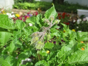 野菜 野菜