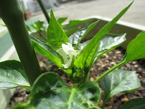 野菜 野菜