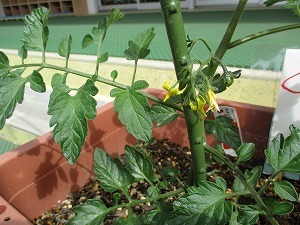 野菜 野菜