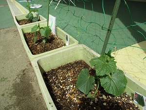 野菜