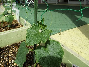 野菜