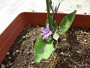 野菜 野菜