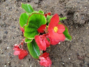 花苗