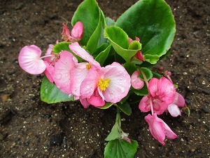 花苗 花苗