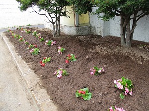 花苗 花苗