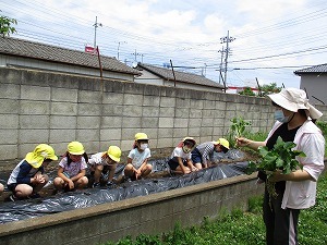 苗植え 苗植え