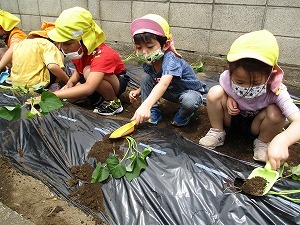 苗植え 苗植え