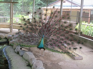 IMG_0687 IMG_0687