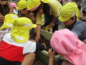 苗植え 苗植え