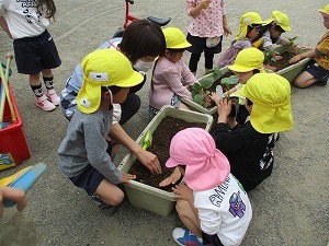 苗植え