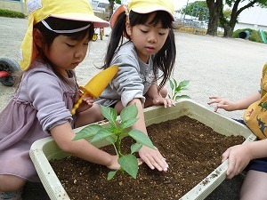 苗植え 苗植え
