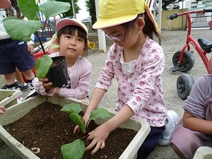 苗植え