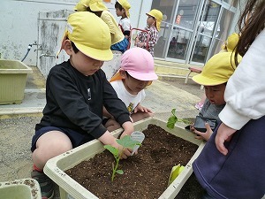 苗植え 苗植え