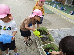 苗植え