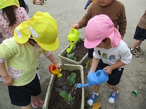 苗植え 苗植え