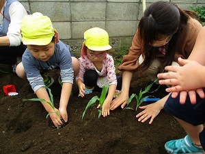 苗植え