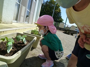 苗植え 