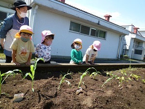 苗植え 苗植え