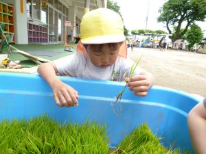 田植え 