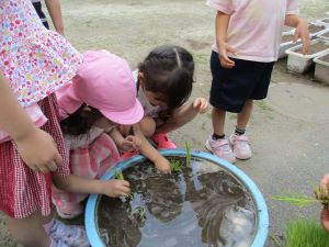 田植え 田植え