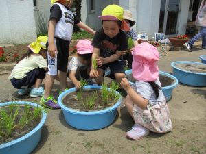 田植え 