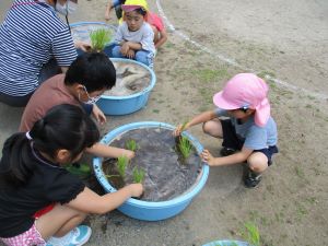 田植え 田植え