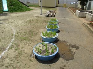 田植え 