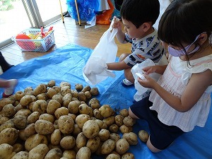 ジャガイモ掘り