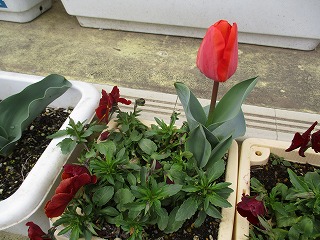 IMG_8323 IMG_8323