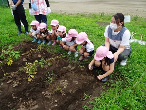 ジャガイモ (3) ジャガイモ (3)