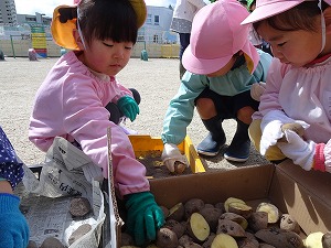 ジャガイモ植え (4)