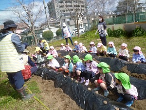 ジャガイモ植え (11)