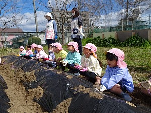 ジャガイモ植え (5) ジャガイモ植え (5)