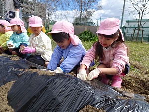 ジャガイモ植え (6)