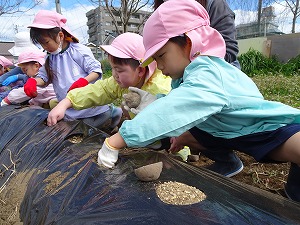 ジャガイモ植え (7) ジャガイモ植え (7)