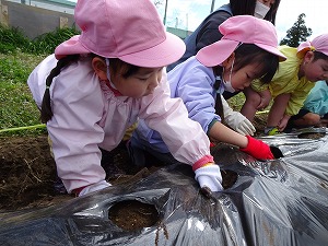 ジャガイモ植え (8)