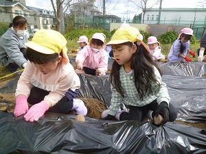 ジャガイモ植え (12) ジャガイモ植え (12)