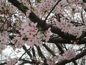 IMG_6333 IMG_6333