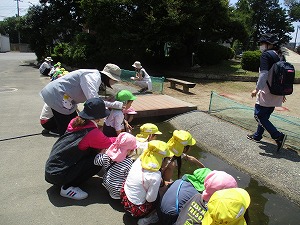メダカ観察 メダカ観察