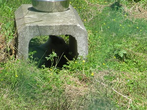 うさぎ うさぎ