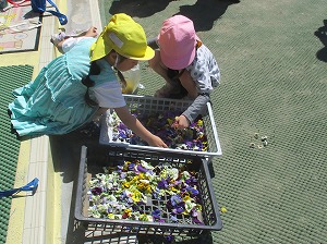 どの花を入れようかな どの花を入れようかな
