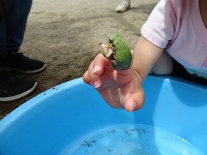 かえる2 かえる2