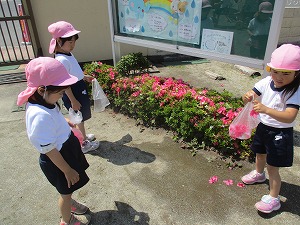 つつじ3 つつじ3