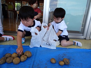 ジャガイモ (9) ジャガイモ (9)